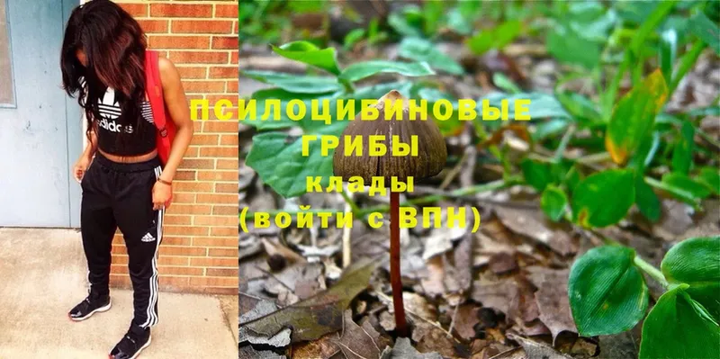 hydra как зайти  купить  цена  Алексеевка  Псилоцибиновые грибы Cubensis 